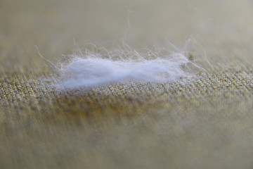 Cat's fur on the couch, close-up.