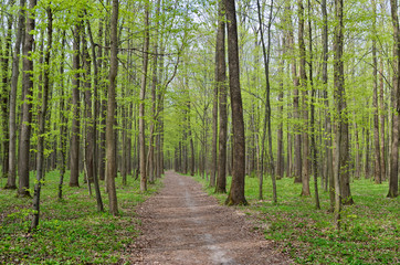 Forest path among tall, green trees in spring.
