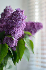 The branches of the young, blossoming lilac closeup