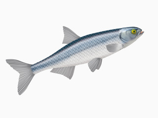 poisson, able de heckel , isolé, aliment, blanc, frais, animal, fruits de mer, pêche, brut, mer, ailette, argent, attraper, sain, fraîcheur, nature, eau douce, queue, mort, viande, repas, fleuve, prot