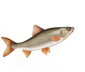 Obraz premium poisson, hotu, isolé, aliment, blanc, frais, animal, fruits de mer, pêche, brut, mer, ailette, argent, attraper, sain, fraîcheur, nature, eau douce, queue, mort, viande, repas, fleuve, protéine