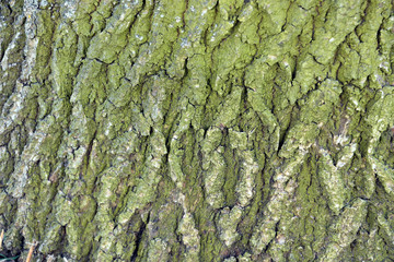 Textured tree bark covered in green moss. 