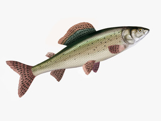 poisson, ombre commun, isolé, aliment, blanc, frais, animal, fruits de mer, pêche, brut, mer, ailette, argent, attraper, sain, fraîcheur, nature, eau douce, queue, mort, viande, repas, fleuve, protéin