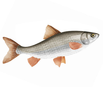 poisson, vandoise, isol&eacute;, aliment, blanc, frais, animal, fruits de mer, p&ecirc;che, brut, mer, ailette, argent, attraper, sain, fra&icirc;cheur, nature, eau douce, queue, mort, viande, repas, fleuve, prot&eacute;ine