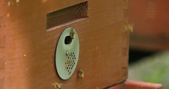 Detail of crowded gate into wooden bee hive. Bees arriving with legs wrapped by yellow pollen. Bees leaving hive and flying for new batch of pollen. Production of sweet honey. Bees working hard.