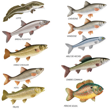  poissons d'eau douce, lotte, barbeau fluviatile, ombre chevalier, motu, truite, chevesne, vandoise, able de teckel, ombre commun, perche soleil, isol&eacute;, p&ecirc;che, blanc, animal, frais, brut, eau douce, f