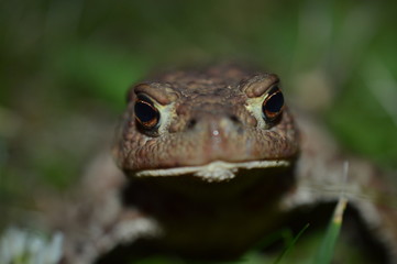 frog on the ground