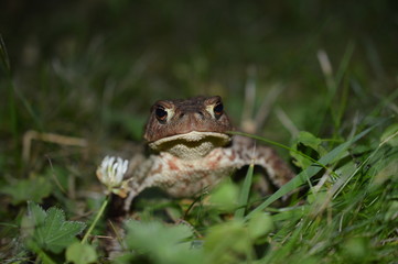 frog in the grass