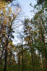 Trees in the forest