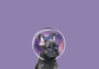 Cute french bulldog looking to the side. Gray french bulldog close-up on an isolated background. Dog in a space helmet. Animals in space. Little bulldog with large shiny eyes looks sadly to the side