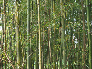 Fototapeta na wymiar bamboo tree (Bambusoideae) background