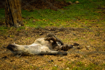 Spotted hyena (crocuta crocuta) relaxing on the grass in Casela Park. Mauritius, 5/12/16.