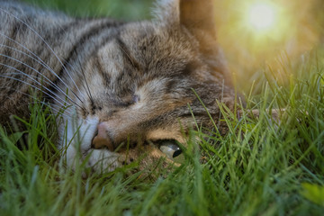 One-eyed cat laying head in grass with light flare