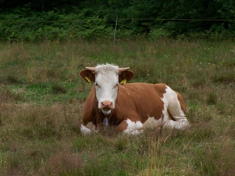 Cow Sitting In Field