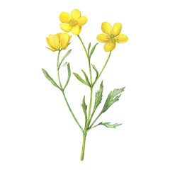 Naklejka na ściany i meble Сloseup of the yellow flower meadow buttercup (known as Ranunculus acris, sitfast, spearworts or water crowfoots). Watercolor hand drawn painting illustration isolated on white background.