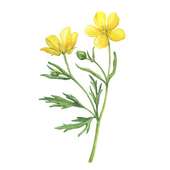 Сloseup of the yellow flower meadow buttercup (known as Ranunculus acris, sitfast, spearworts or water crowfoots). Watercolor hand drawn painting illustration isolated on white background.
