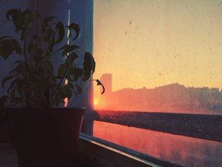 Pot Plants On Window Sill With View Of Sunset