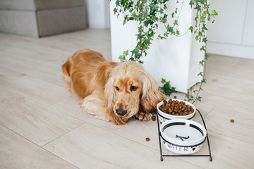 English cocker spaniel dog eating food from ceramic bowl