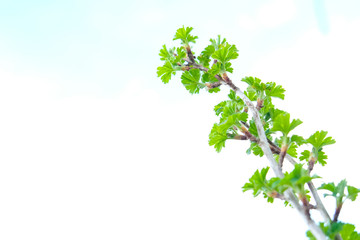 A green twig, brunch of gooseberry shrub close up in spring day, copy space