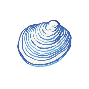 recommend clip art: Illustrations of underwater life objects - blue sea shell, marine design. Watercolor hand drawn painting illustration isolated on white background.
