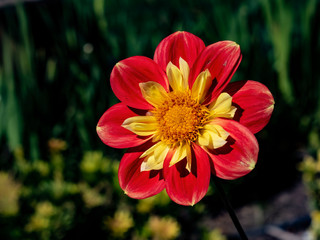 red dahlia flower