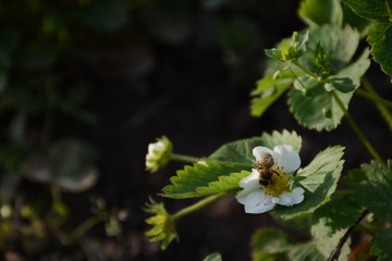 A bee collects nectar from flowering strawberries