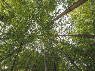 bamboo tree (Bambusoideae) background