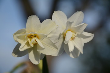 Fototapeta na wymiar White-yellow terry daffodils against a blue sky