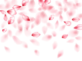 Pink sakura flower flying petals isolated on white vector background.