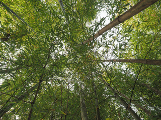 bamboo tree (Bambusoideae) background