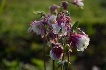 Pink flowers of Aquilegia vulgaris in the open. Blurred background