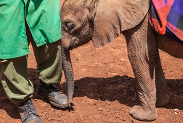 baby elephant and ranger in conservation center 