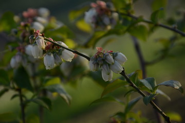 Flowering bush with white blueberry flowers in the garden