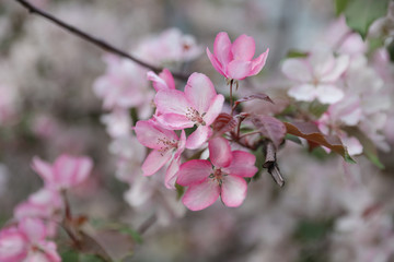 Fototapeta na wymiar flowering trees in the garden
