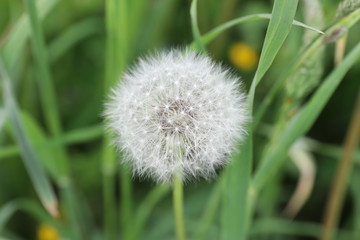 white dandelion against the background of green grass