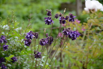 Purple flowers of Aquilegia vulgaris grow in the grass under the open sky