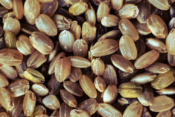 close up of rice