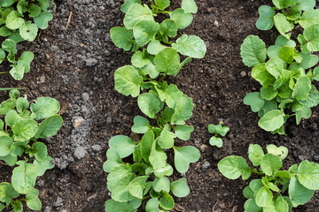 Small seedlings of cucumbers in the ground. View from above. Homemade vegetables concept.