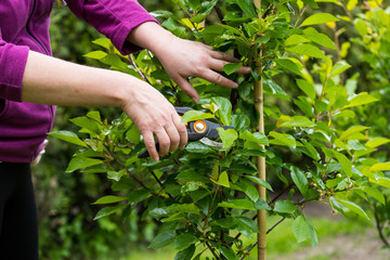 Woman pruning plants in the home garden. Visible hands and pruning shears. The concept of a...