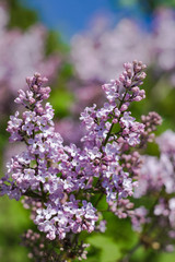 Lilac flowers in May - close-up. Green bokeh background