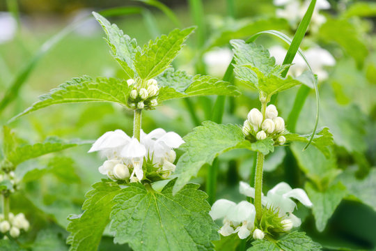 White dead-nettle, Lamium album, weed blooming close-up, selective focus, shallow DOF. Medical herb in natural habitat
