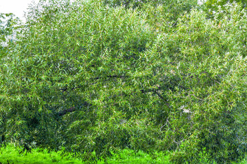 Lush crown of willow tree. Willow tree branches with young green leaves as nature background. Salix fragilis foliage wall