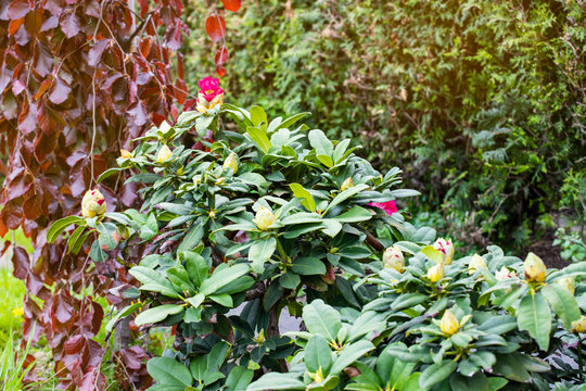 A large rhododendron bush in the garden. The concept of a beautiful garden.