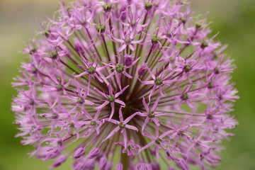 Purple round blooming allium giganteum close-up on a blurry green background