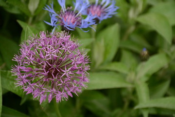 Purple allium and cornflowers in the summer in the garden