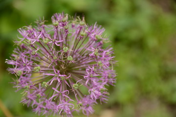 Large purple allium flower in the open