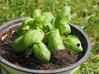 basil (Basilicum) plant in a pot