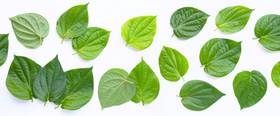 Green betel leaves, Fresh piper betle on white background. - obrazy, fototapety, plakaty