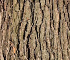 
tree bark