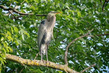 Heron in a tree